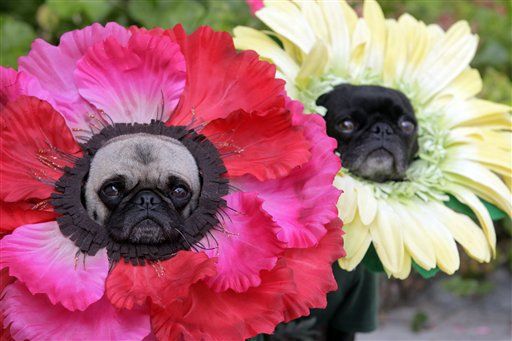 Pets in costume